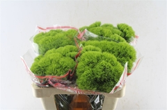 Di Barb Trigreen Xl 50cm 23
