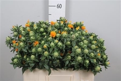 Carth T Other 55cm