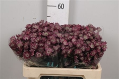 Astr Star Of Joy 50cm 33