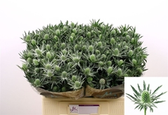 Eryng Sirius Questar 60cm