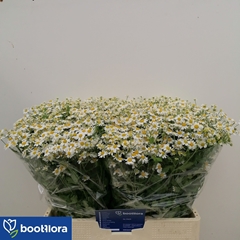 Tana Pa Single Vegmo 60cm 23
