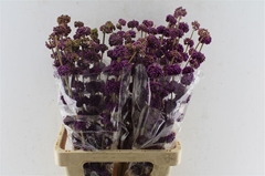 Callicarpa Giraldii 70cm