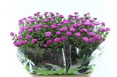 Ast Flash 80cm 30gram