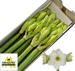 Hipp Ga Casablanca 80cm 4+