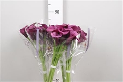 Zant Durban 80cm