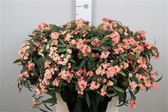 Euph F T Pink Baron 80cm