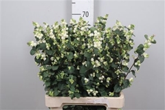 Sympho Mag Lemo Lime 70cm