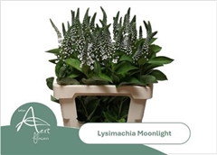 Lysim Moonlight 60cm