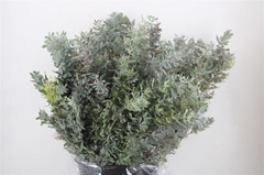Acacia (MIMOSA) Bs 65cm 200gram