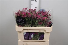 Clematis Inspiration 70cm 23