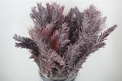 Acacia (MIMOSA) Bs 60cm 200gram