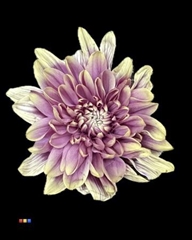 Chr T 2 Kl Baltica Purple Fresh