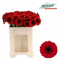 Germini Red Ruby 50cm 7gram