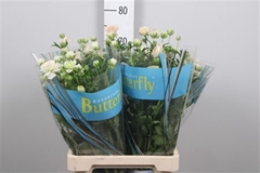 Ran Butterfl Ariadne 70cm 40gram