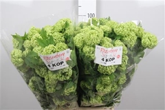Viburnum Roseum St 100cm