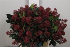 Skim J Rubella Bunch 50cm