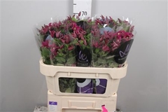Clematis Inspiration 70cm 23