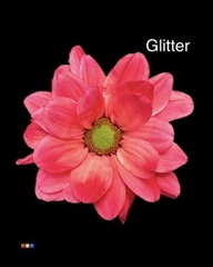 Chr T Chic Red + Glit Bio