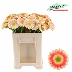 Germini Tompouce 50cm