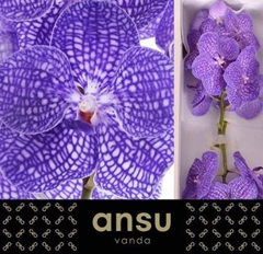 Vanda Kan Indigo 25cm