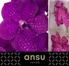 Vanda Ni Rasp Cerise 25cm