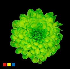 Chr T Altaj Green