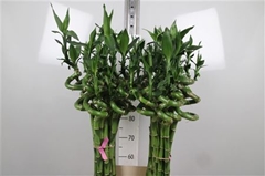 Lucky Bamboo Stem Spiral 100cm