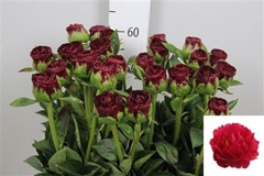 Paeo Ole Faithful 65cm 23 Nl