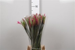 Ne Amarine Anastasia 80cm