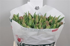 Tu Pa Marvel Parrot 39cm 35gram 23