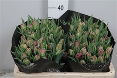 Tu Du Double Princes 36cm 36gram 23