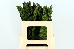 Calathea Lancifolia 55cm