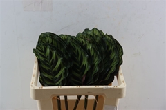 Calathea Lancifolia 55cm