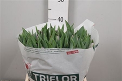Tu En Saigon 40cm 43gram 23