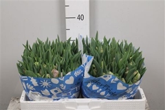 Tu Du Katinka 34cm 36gram 23
