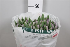 Tu En Saigon 43cm 47gram 23