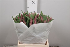 Tu En Barcelona 44cm 45gram 12