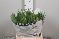 Tu En Denmark 39cm 36gram 23