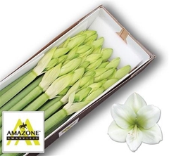 Hipp Ga Casablanca 80cm 4+