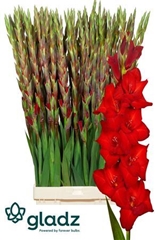 Glad Gr Red Balance 120cm 210gram