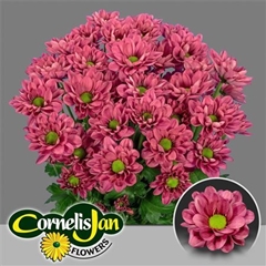 Chr T Resq Cherry 70cm 100gram