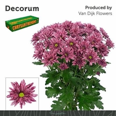 Chr T Stellini 70cm 85gram