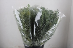 Acacia (MIMOSA) Bs 60cm 200gram