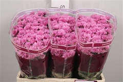 Chr S Aaa Pinkpop 55cm