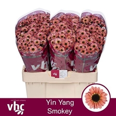 Chr S Yi Yan Smokey 55cm 110g