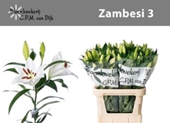 Li Ot Zambesi 85cm 30+