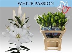 Li Or White Passion 75cm 41+