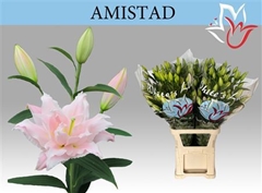 Li Or Du Amistad 110cm 65+