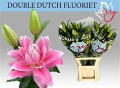 Li Or Dd Fluoriet 100cm 58+