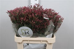 Lim Sin Scar Diamond 80cm 40gram